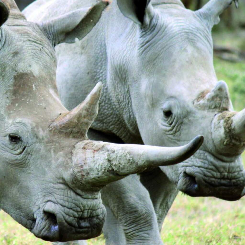 Wasserfälle & Tierwelt: Geführte Gruppenrundreise als Camping- oder Lodge Safari
